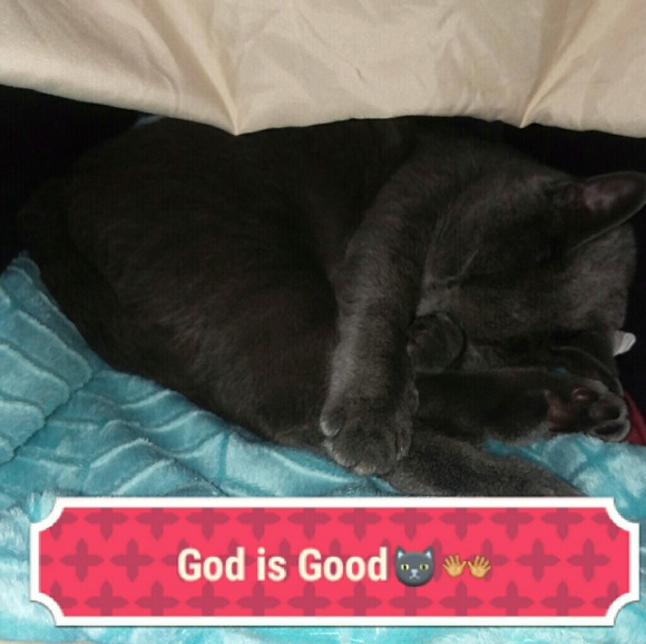 All sales are for the unexpected ER Vet Bill😓 - Picture 4 of 4